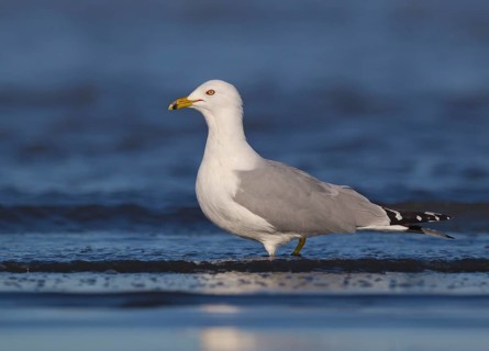 Ring-billed Gull (Larus delawarensis), California, USA