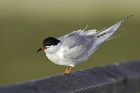 Common Tern (Sterna hirundo), California, USA