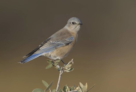 Western Bluebird (Sialia mexicana) female, New Mexico, USA