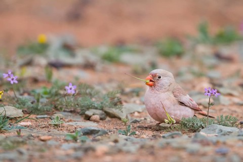 Trumpeter Finch - Wüstengimpel - Bucanetes githagineus ssp. zedlitzi, Morocco