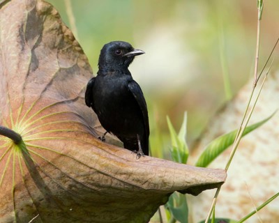 Black Drongo (Dicrurus macrocercus), Bueng Boraphet, Thailand