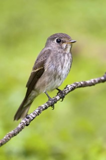 Dark-sided Flycatcher (Muscicapa sibirica), Singapore
