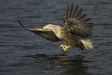 White-tailed Eagle (Haliaeetus albicilla) flying, Flatanger, Norway
