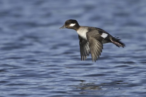 Bufflehead (Bucephala albeola) female flying, British Columbia, Canada