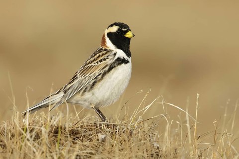 Lapland Longspur (Calcarius lapponicus) male, Alaska, USA