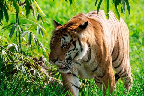 A Bengal tiger, Panthera tigris tigris, strolls with majesty through lush green grass, partially