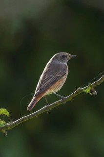 Common Redstart (Phoenicurus phoenicurus) juvenile male, Schleswig-Holstein, Germany