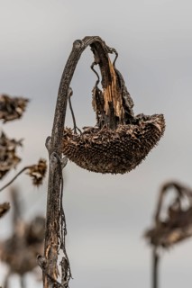 Sunflower (Helianthus annuus) in autumn, Bergen-Enkheim, Frankfurt am Main, Hesse, Germany