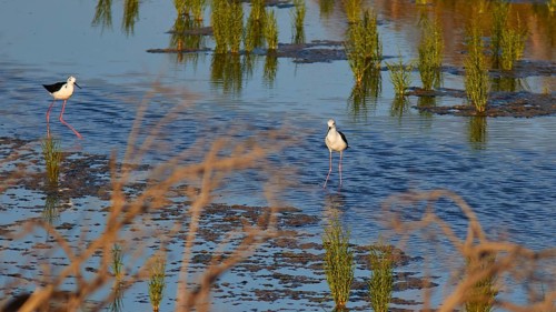 Black-winged Stilt (Himantopus himantopus), Two birds standing in the water with plants in a