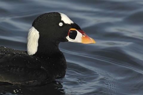 Surf Scoter (Melanitta perspicillata) male, California, USA