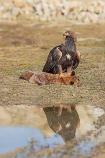 One golden eagle (Aquila chrysaetos) sitting in bright sunlight on a wet meadow, feeding on a dead