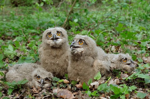 Eurasian Eagle-Owl (Bubo bubo) chicks, North Rhine-Westphalia, Germany