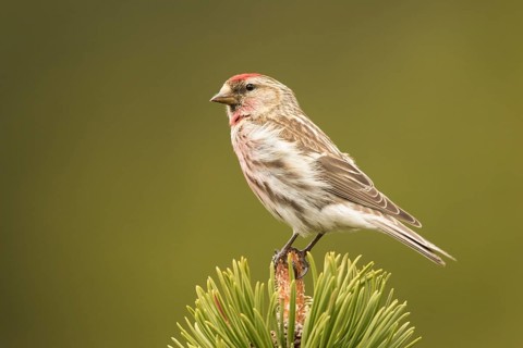 Common Redpoll (Acanthis flammea) male, Bavaria, Germany