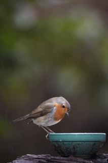 European Robin (Erithacus rubecula), Mecklenburg-Western Pomerania, Germany