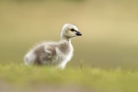 Barnacle Goose (Branta leucopsis) juvenile, Utrecht, Netherlands