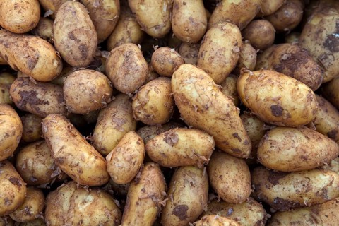 New potatoes at a market stall, Hanover, Lower Saxony, Germany, Europe, Neue Kartoffeln (Solanum