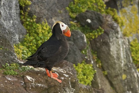 Tufted Puffin (Fratercula cirrhata), Alaska, USA