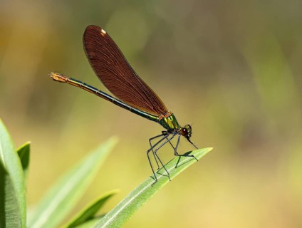 Dragonfly, Dragonfly, Dragonfly, Greece, Lesbos Island, (Crocothemis erythraea), Lesbos, Lesbos