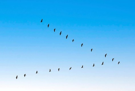 Crane arrow over Hamburg, Germany, Hamburg, birds, cranes, grus grus, arrow, swarm, twenty, bird