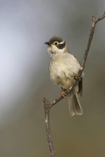 Brown-headed Honeyeater (Melithreptus brevirostris), New South Wales, Australia