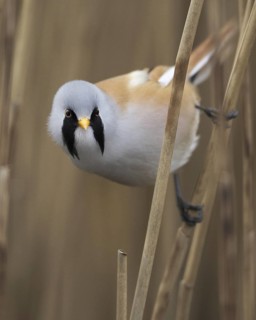 Bearded Reedling (Panurus biarmicus) male, Mecklenburg-Western Pomerania, Germany