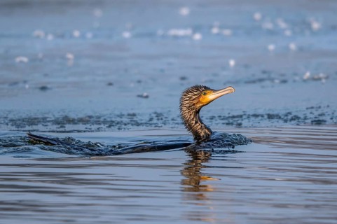 Great Cormorant (Phalacrocorax carbo) appearing at an ice edge after a dive, Mecklenburg-Western