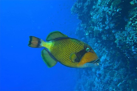 Giant triggerfish (Balistoides viridescens)