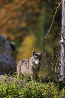 One eurasian gray wolf (Canis lupus lupus) standing on a small hill in green vegetation, with a