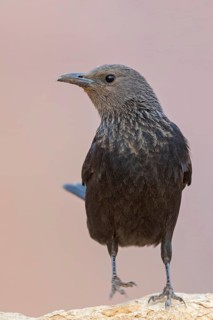 Tristramstar, Tristram's Grackle, Tristram's Starling, Onychognathus tristramii, Rufipenne de