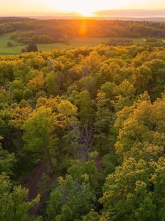 The sun sets over an autumnal coloured forest area, warm light, forest pasture project,