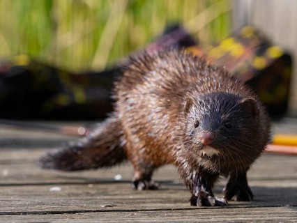 A curious mink