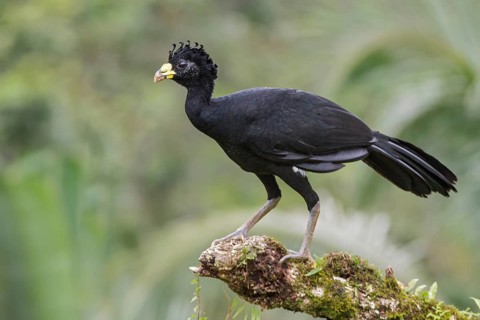 Great Curassow (Crax rubra) perched on a branch in Costa Rica