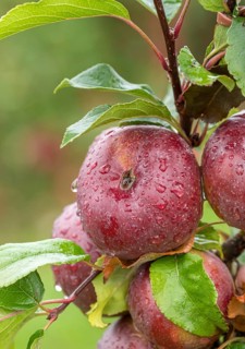 Apple (Malus domestica 'Api Noir'), Bundessortenamt Prüfstelle Wurz, Germany