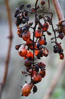 Grapes on the vine, November, Germany
