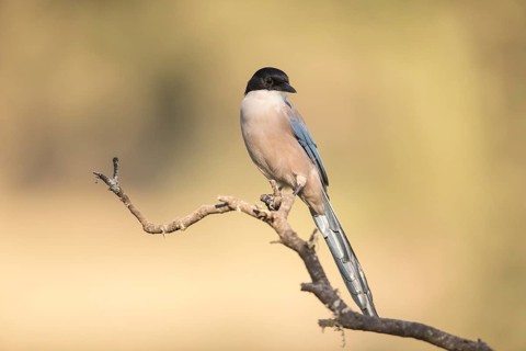 Blue magpie (Cyanopica cooki), Extremadura, Castilla La Mancha, Spain