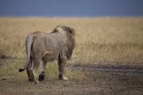 African Lion (Panthera leo) male walking away alone, Masai Mara, Kenya