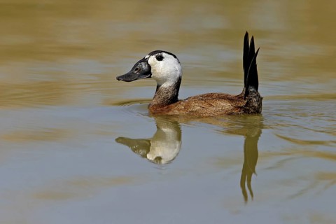 White-headed Duck (Oxyura leucocephala) male