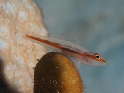 Mozambique dwarf goby (Pleurosicya mossambica)