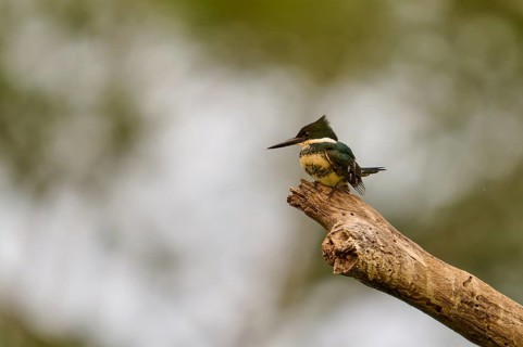 A kingfisher in profile perched on a branch, surrounded by soft greens creating a tranquil
