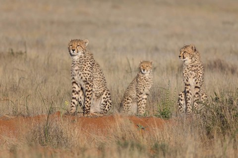 Cheetah (Acinonyx jubatus) adults with immature sitting in grassland, Philippolis, South Africa