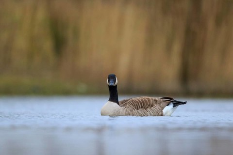 Canada Goose (Branta canadensis), North Rhine-Westphalia, Germany