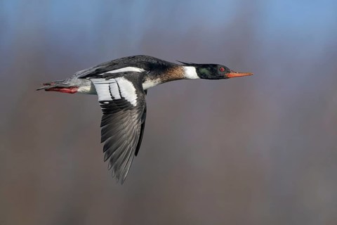 Red-breasted Merganser (Mergus serrator) male flying, Alaska, USA