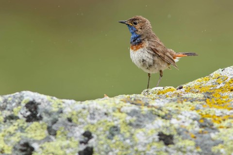 Bluethroat (Luscinia svecica), perched, Castile and Leon, Spain