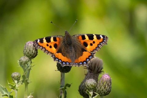 Small tortoiseshell butterfly (Aglais urticae) adult insect feeding on Creeping thistle flowers in
