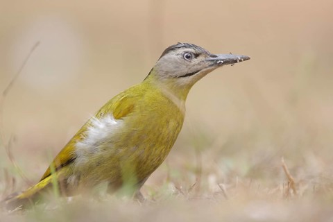 Grey-headed Woodpecker (Picus canus) female, Nam Nao National Park, Thailand