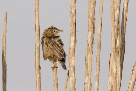 Zitting Cisticola (Cisticola juncidis), Morocco