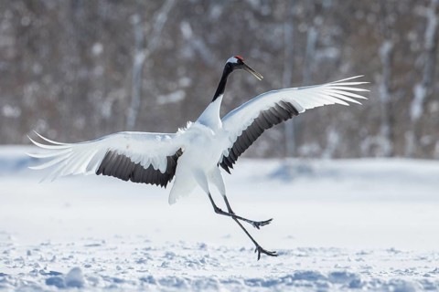 Red-crowned Crane (Grus japonensis), Hokkaido, Japan