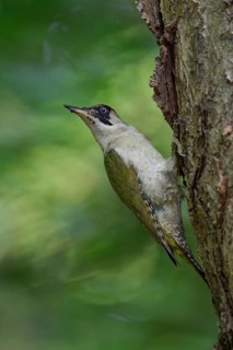 European Green Woodpecker (Picus viridis) female climbing tree trunk, North Rhine-Westphalia,