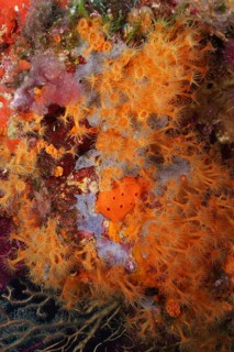 Yellow cluster anemone (Parazoanthus axinellae)