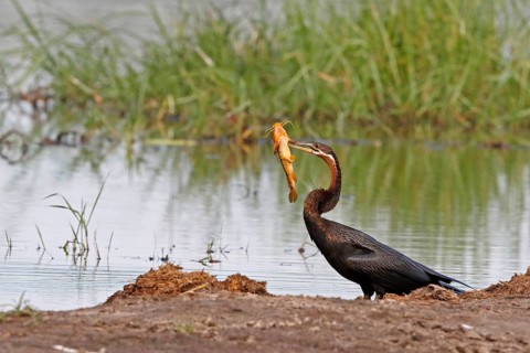 African Darter (Anhinga rufa) with captured fish prey, Okavango-Delta, Botswana